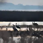 Boddenliebe * Polchow (Vorpommern-Rugen)