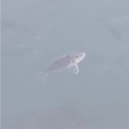 Boddenliebe * Polchow (Vorpommern-Rugen)