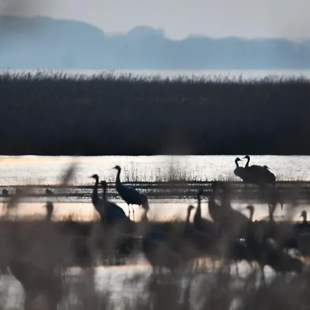 Boddenliebe * Polchow (Vorpommern-Rugen)